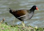 Gallinule Poule-D'eau
