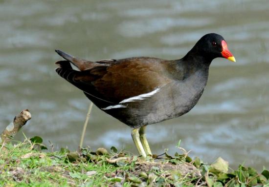 Gallinule Poule-D'eau