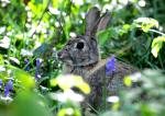 Lapin de Garenne
