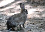 Lapin de Garenne