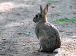 Lapin de Garenne