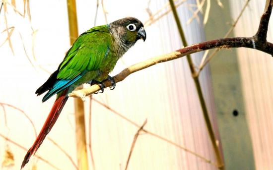 Conure Molina