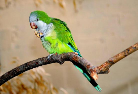 Conure Veuve