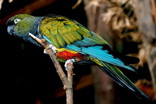 Conure de Patagonie