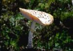 Amanite Tue-Mouches