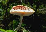 Amanite Tue-Mouches
