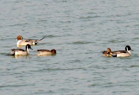 Canard Pilet