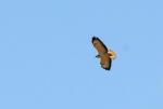 Buse Variable
