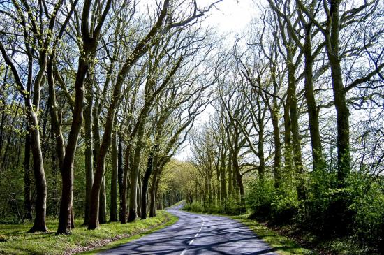 route du Bois des Tillières