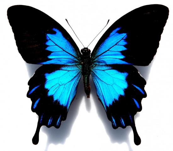 Papilio Ulysses