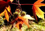 DSCN0096