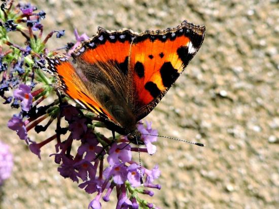 Aglais Urticae