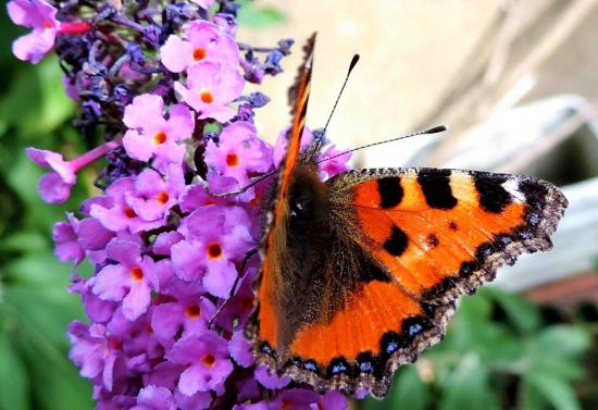 Aglais Urticae