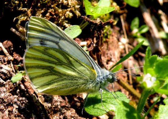 Pieris Napi