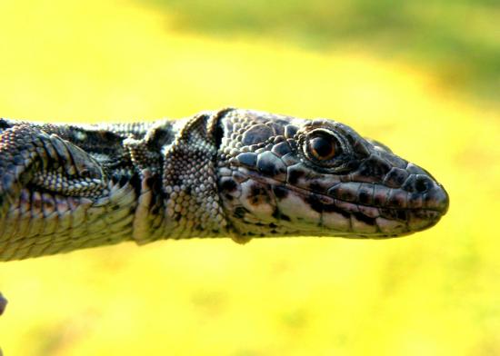 Lézard des Murailles