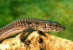 Lézard des Murailles