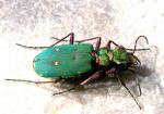 Cicindela Campestris