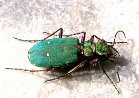 Cicindela Campestris