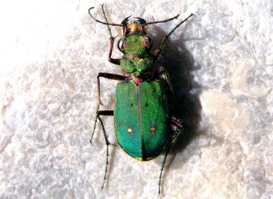 Cicindela Campestris