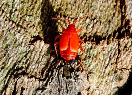 larve de Pyrrhocoris Apterus