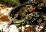 Lézard des murailles