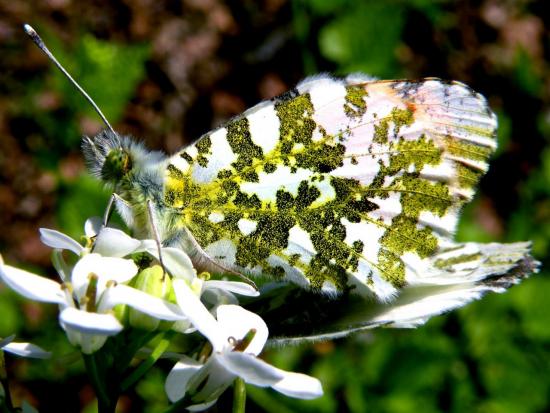 Anthocharis Cardamines