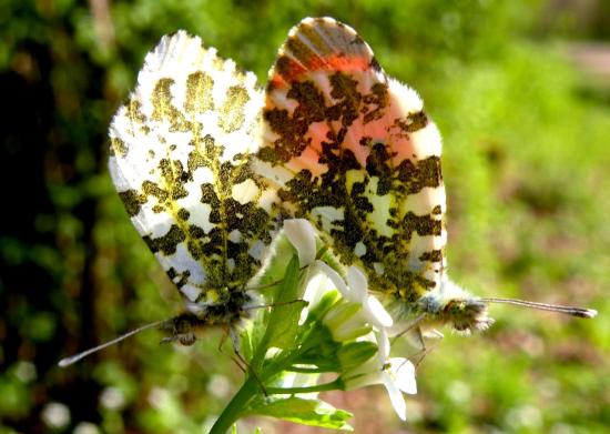 Anthocharis Cardamines