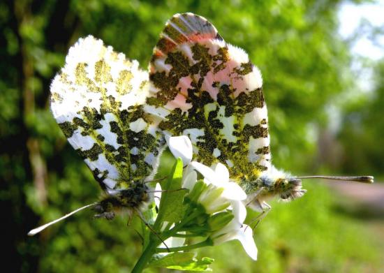 Anthocharis Cardamines