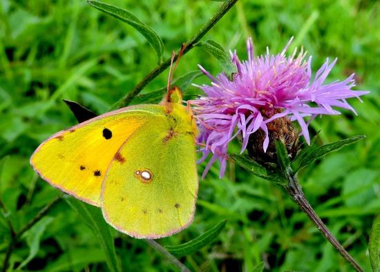 Colias Crocea