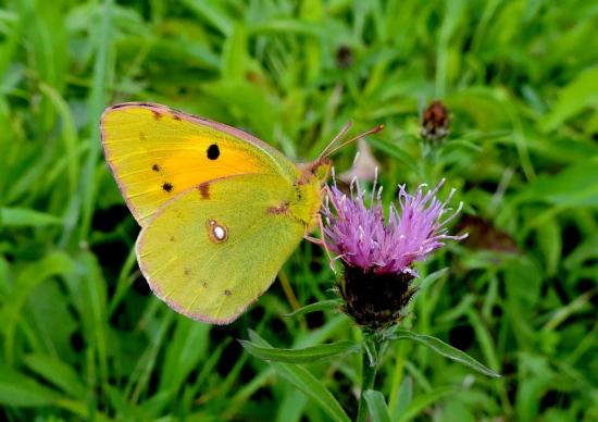 Colias Crocea