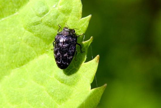 Trachys Pygmaeus