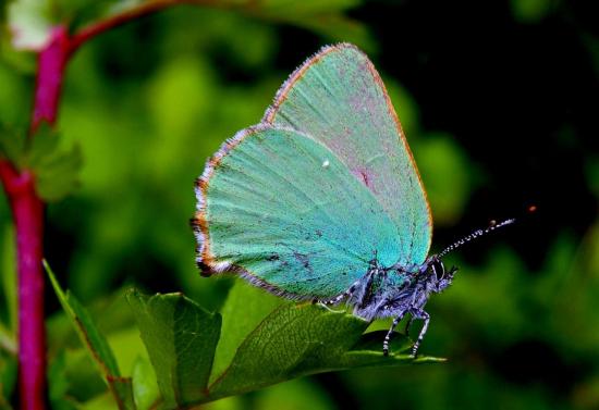 Callophrys Rubi