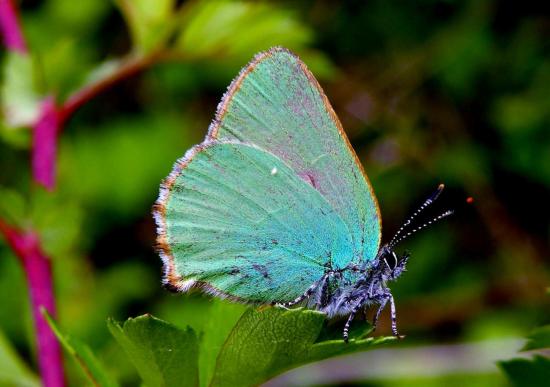 Callophrys Rubi