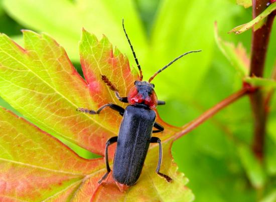 Cantharis Fusca