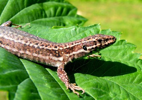 Lézard des Murailles