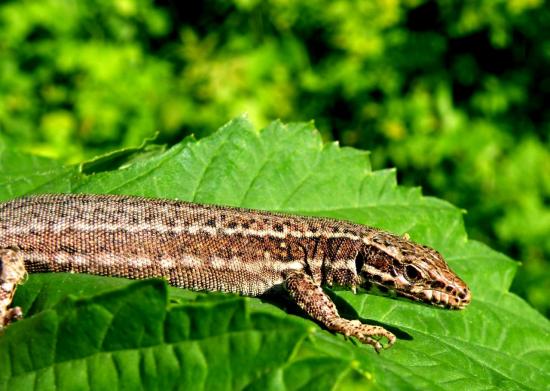 Lézard des Murailles