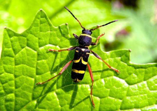 Clytus Arietis