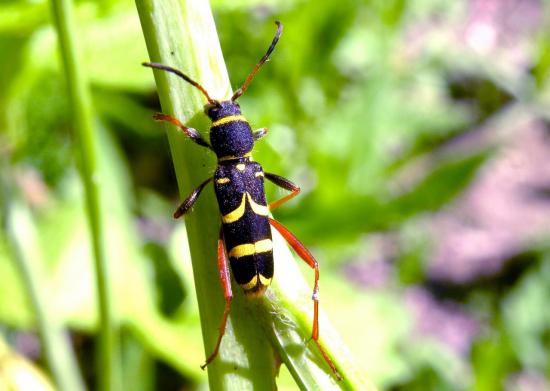 Clytus Arietis