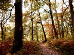forêt d'Ermenonville