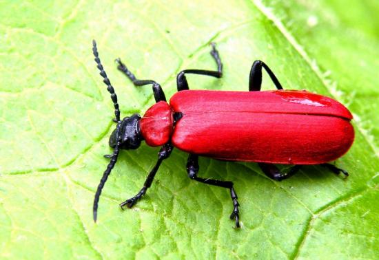 Pyrochroa Coccinea