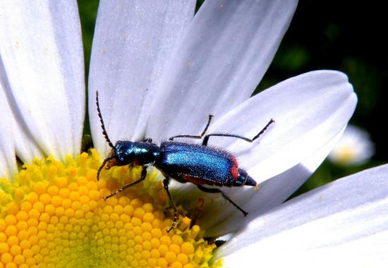 Malachius Bipustulatus