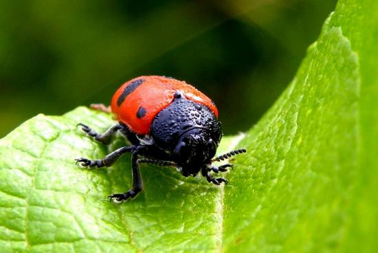 Clytra Laeviuscula