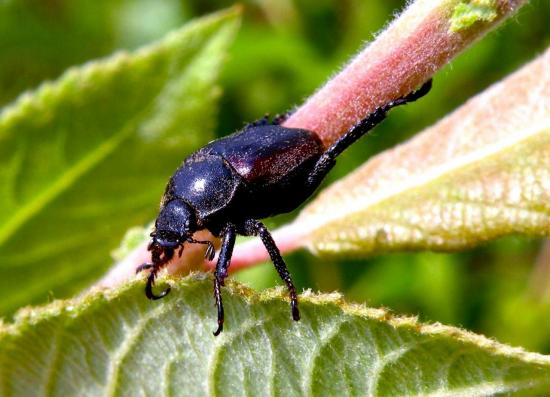 Hoplia Farinosa