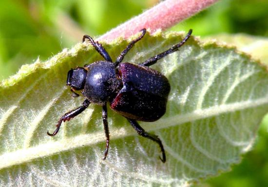 Hoplia Farinosa