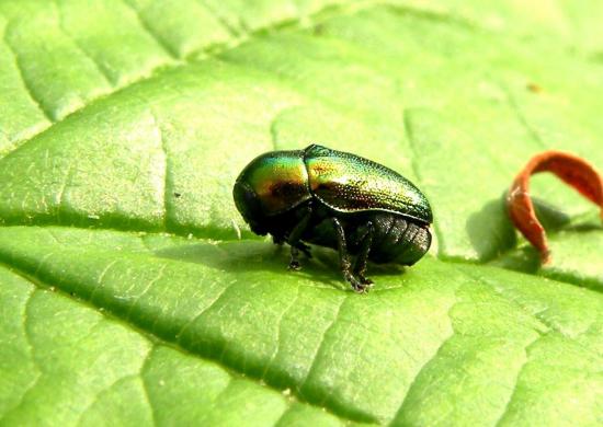 Cryptocephalus Bidens