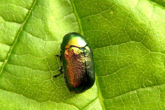 Cryptocephalus Bidens