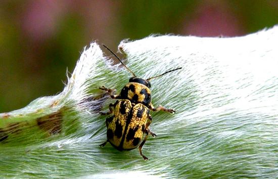 Pachybrachys Hyeroglyphicus