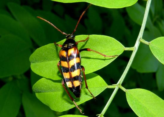 Leptura Aurulenta