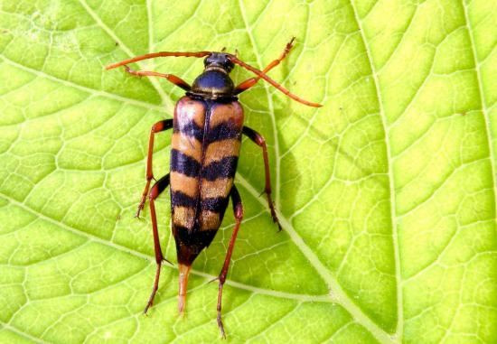 Leptura Aurulenta