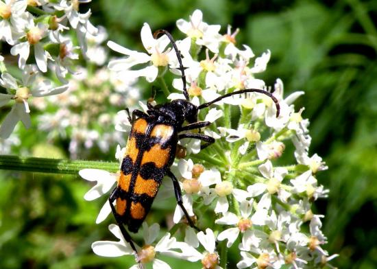 Leptura Quadrifasciata